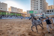 فيديو:: مدينة روابي تشهد انطلاق أضخم بطولات جمال الخيل العربية في فلسطين