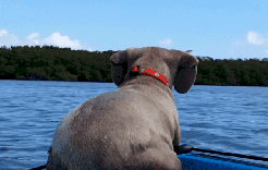 فيديو يرصد سباحة الكلاب في البحر