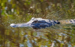 قتل تمساح في فلوريدا إثر العثور على جثة امرأة بين فكيه