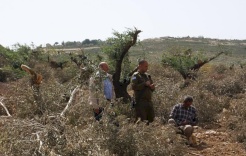 "مقاومة الجدار": الاحتلال يصدر أوامر عسكرية بإزالة الأشجار عن 69 دونما من أراضي محافظة نابلس