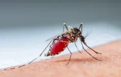 Nouveau traitement pour le paludisme annonce une avancée majeure dans la lutte contre la maladie