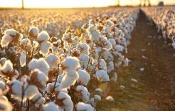 How Uzbekistan's Cotton Contributes to Russian War Ammunition Production?