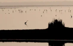 سياحة مراقبة الطيور.. متعة وإثارة واكتشافات علمية غير متوقعة