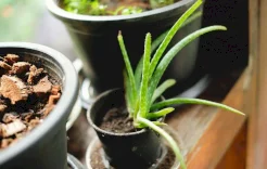 نبتة منزلية شائعة قد تكون مفتاح مكافحة ألزهايمر