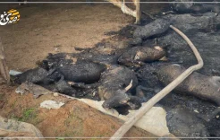 حريق "بفعل فاعل" يقتل 75 رأساً من الأغنام بالسموع وخسائر تقدر بـ200 ألف شيكل