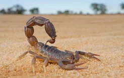 وسط المغرب.. إحدى أشد بؤر العقارب السامة عالميا
