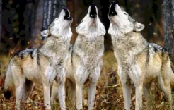 فرنسا تسمح بإعدام نحو 200 ذئب لحماية الماشية