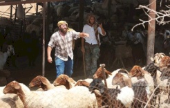 ثلاث إصابات باعتداء مستعمرين على مواطنين جنوب طوباس