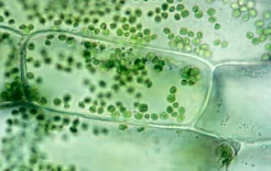 علماء يكتشفون نسخة من "لعبة شد الحبل" داخل الخلايا