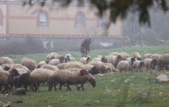 South Syria Between Occupation Constraints and Anticipation of an Unharvested Season