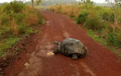عاشت قرنين من الزمن.. ما السر العلمي وراء عمر السلحفاة "جوناثان"؟