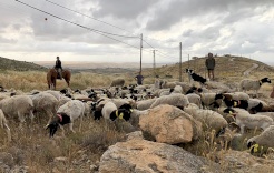 هآرتس: أنظمة إسرائيلية لشرعنة "المزارع" الاستيطانية في الضفة الغربية