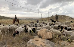هآرتس: أنظمة إسرائيلية لشرعنة "المزارع" الاستيطانية في الضفة الغربية