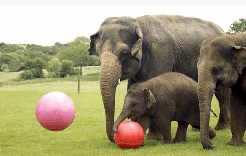 فيلة احتفلت بعيد ميلادها الأول مع حراس الحديقة!