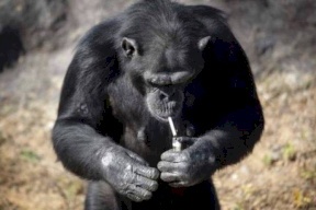  شاهد بالصور: قردة الشمبانزي أزاليا تدخّن 20 سيجارة يومياً