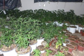 ضبط 700 شتلة "ماريجوانا" في منطقة جبلية شمال رام الله