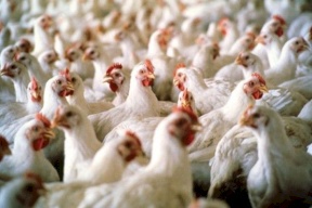 فلسطين خالية من "السالمونيلا"