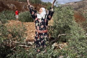 مستوطنون يقطعون اشجار زيتون من الساوية جنوب نابلس