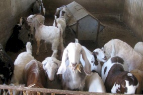 الخليل: الزراعة تضبط اغنام مهربة من إسرائيل ومصابة بالحمى المالطية