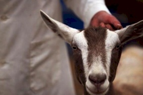 اغنام مريضة مجهولة المصدر ! 