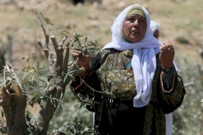 ⁠⁠⁠⁠⁠مستوطنون يقتلعون 27 شجرة زيتون جنوب نابلس