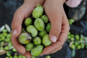 تحديد موعد قطف الزيتون 