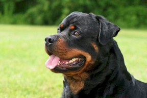 كلب في مشفى رفيديا ؟! 