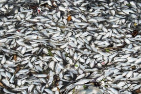 جابت سمك البحر .. اصبحت مقولة حقيقية ! 