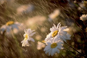 رجعت الشتوية