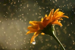 أمطار نهاية الاسبوع 