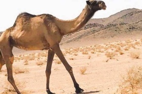 في السعودية.. أطول ناقة في العالم