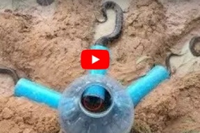 شاهد/ ابتكار غري لفخ صيد الثعابين