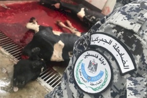 إعدام أبقار مجهولة المصدر في الخليل