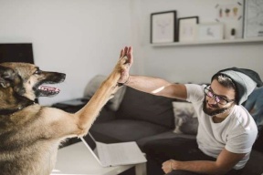 هل تكون الكلاب سبب تفشي إنفلونزا قاتلة بين البشر؟