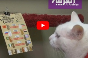شاهد/ قط روسي يتوقع نتائج كأس العالم لكرة القدم