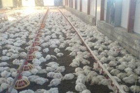 نابلس: نفوق 16000 طير من مزرعة للدواجن