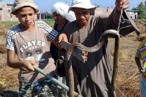 الثعابين تهاجم قرية مصرية جديدة وتخلف قتيلين و5 مصابين