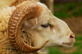 ماذا فعل كبش العيد في بلدان عربية؟