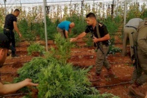 ضبط آلاف أشتال الماريجوانا والقنب الهندي في جنين