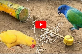 فيديو/ اسهل طريقة لصيد العصافير 