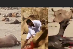 بالفيديو .. مشاهد صادمة لمذبحة جِمال في مكة المكرمة