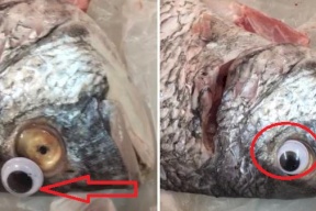 في دولة عربية ! بائع سمك يضع عدسات لاصقة للأسماك والسبب ؟