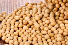 ما علاقة الصويا بأعراض سن اليأس؟