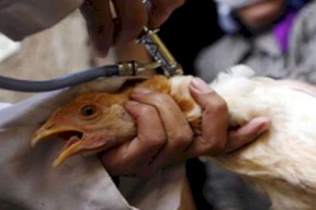 إصابة رجل بإنفلونزا الطيور تثير مخاوف العلماء بعد اكتشاف طفرات جديدة!