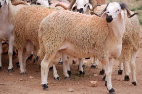 السعودية تعاقب "المسيئين" للماشية