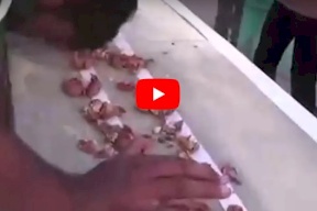 بالفيديو.. باكستاني يحطم رقما قياسيا بقوة رأسه
