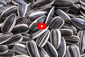 فيديو.. اصنع بنفسك ماكيمة لتقشير البزر !