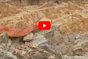 فيديو.. ظهور افعى عملاقة في مناطق السيول الجارفة بالاردن