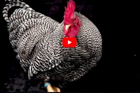 فيديو.... تتويج مكلة جمال دواجن الزينة!