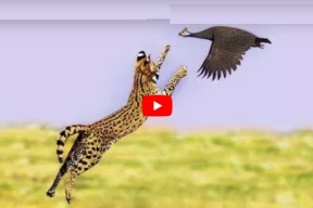 فيديو.. أجمل لقطات الصيد